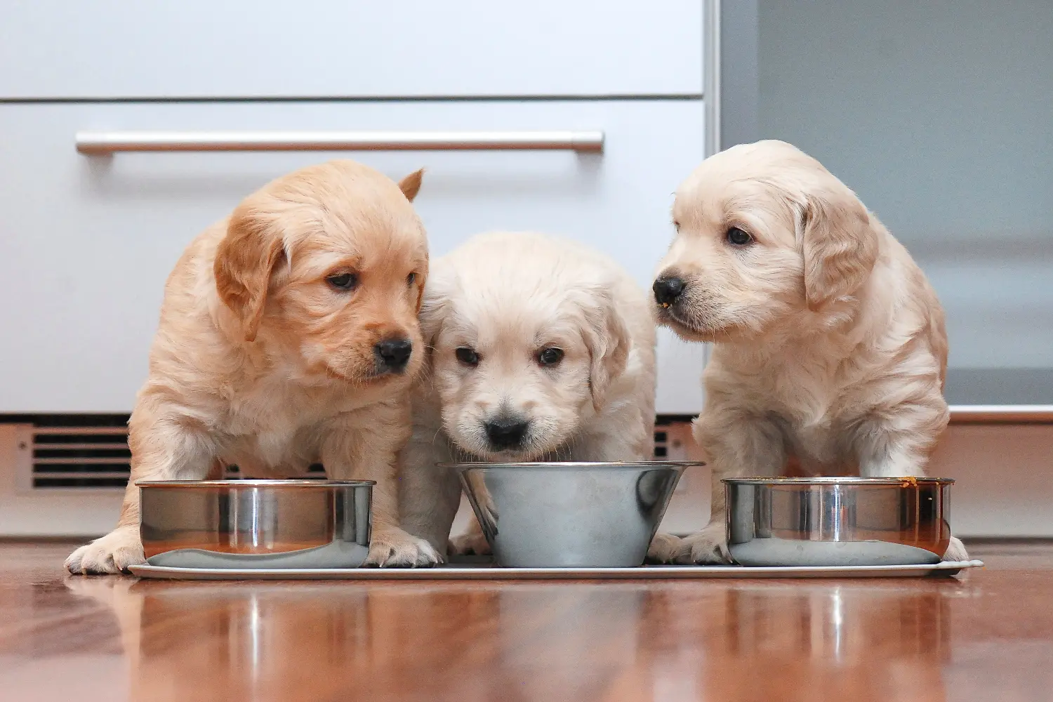 Pet Foods Guide on How Long Dogs Eat Puppy Food